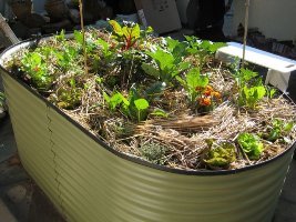 7141 pr16400 veg%20bed%202