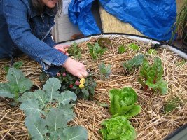 7142 pr16400 veg%20bed%203