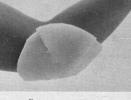 5151 pr00254 reston%20self%20adhering%20foam%20pads%20and%20rolls