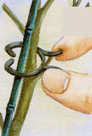 Reusable Plant Clips