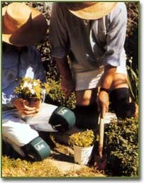 7106 pr07489 gardeners%20knees%20knee%20pads